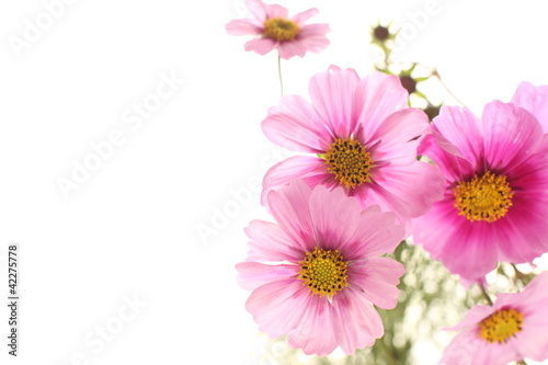 Autumn flower  pink cosmo on white background