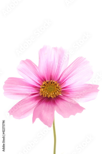 Autumn flower  pink cosmo on white background