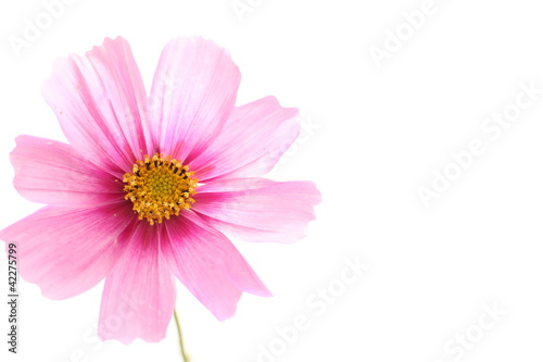 Autumn flower  cosmo