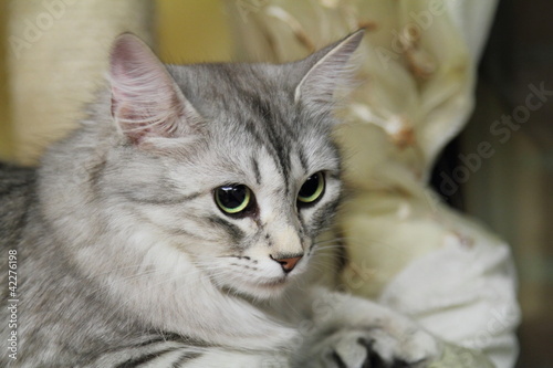 Gatta siberiana dal pelo silver sul tiragraffi photo