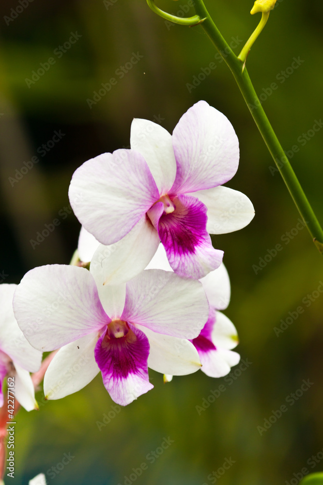 Fototapeta premium beautiful purple orchid