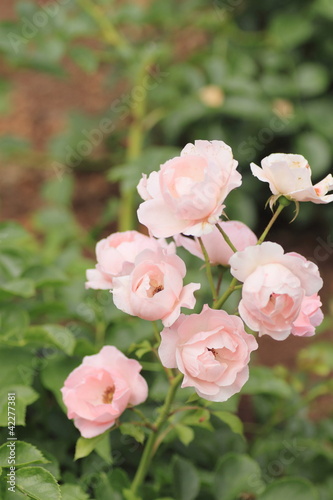 Beautiful  rose in a garden © yoshiyayo