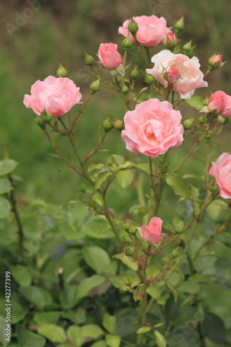 Beautiful  rose in a garden