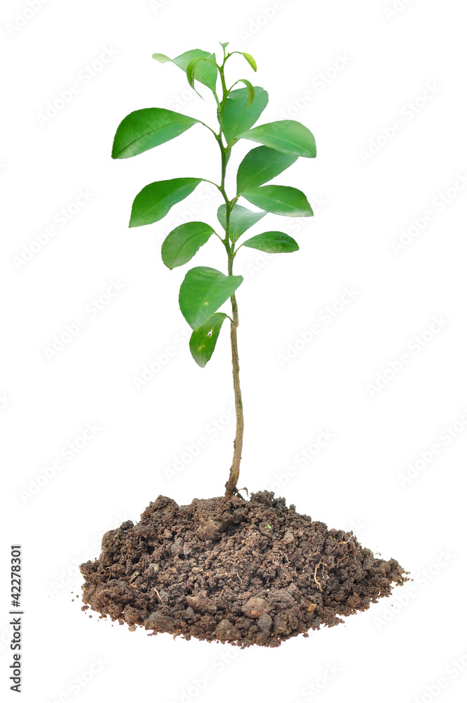 small plant isolated small plant isolated
