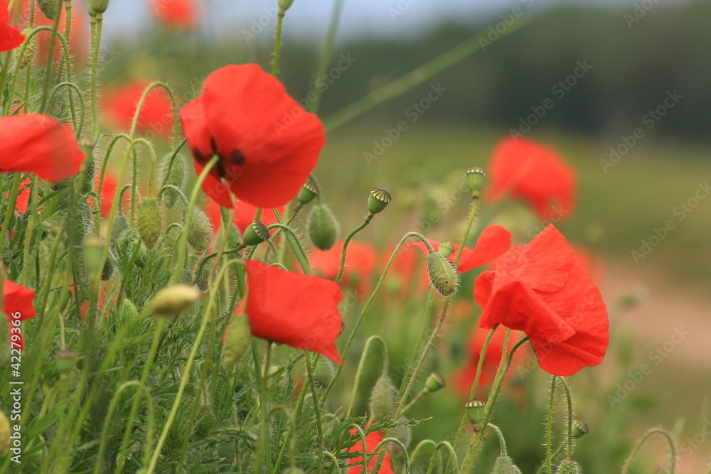 Obraz premium Kwiaty maku