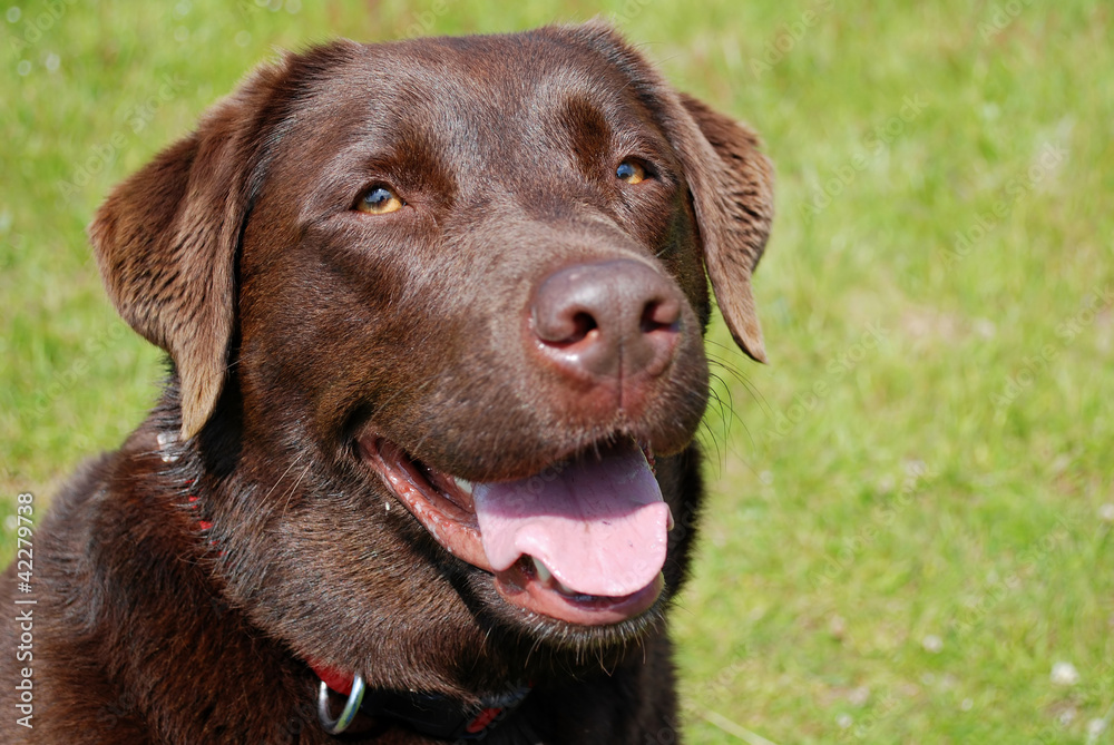 Labrador Dog