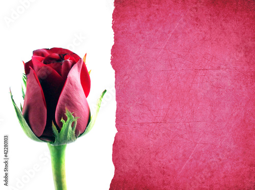 red rose