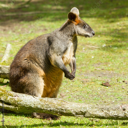 Swamp wallaby in a dutch zoo