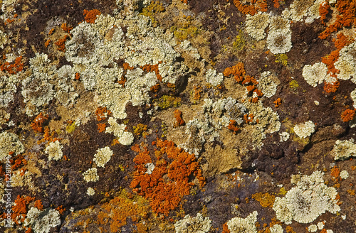 lichen covered on rock photo