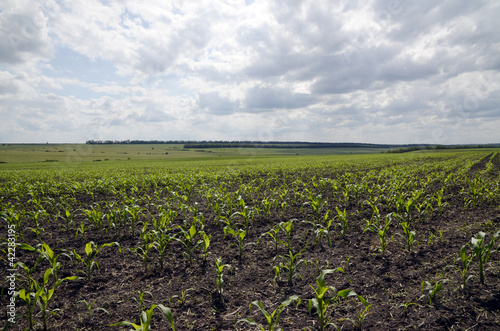 The maize field
