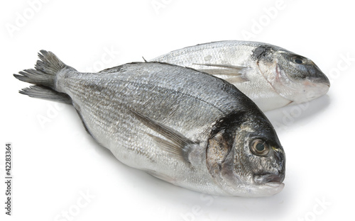 Sea Bream