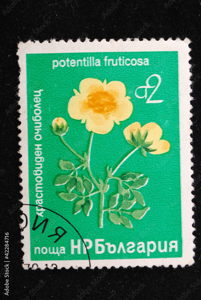 Potentilla fruticosa Potentilla fruticosa