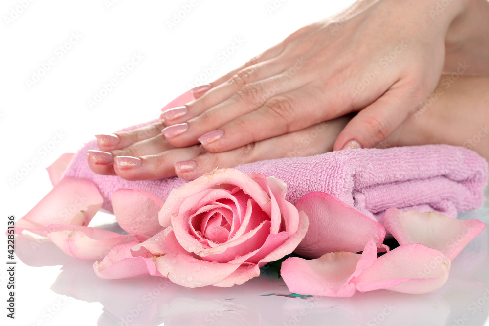 Pink rose with hands on white background Pink rose with hands on white background
