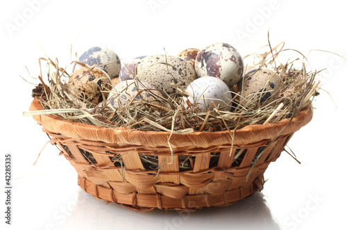 quail eggs in nest isolated on white