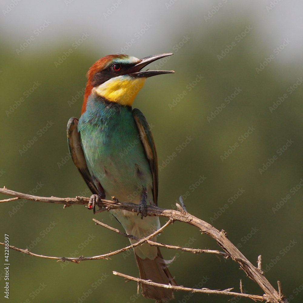 European bee-eater on branch, Merops apiaster European bee-eater on branch, Merops apiaster