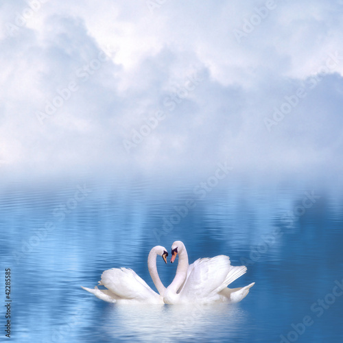 Stampa su tela Graceful swans in love