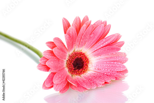 beautiful pink gerbera with drops isolated on white.