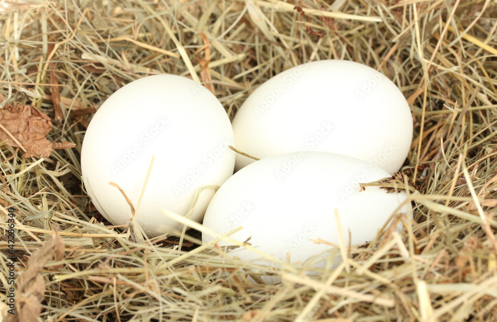 white eggs in a nest of hay on white background close-up