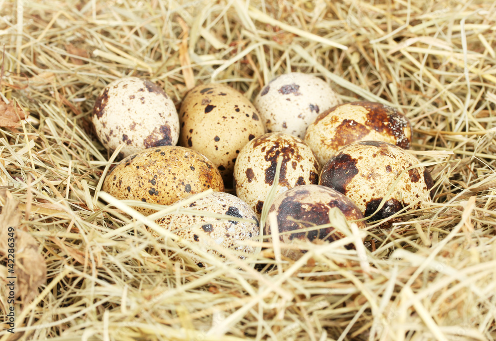 Obraz premium quail eggs in a nest of hay close-up