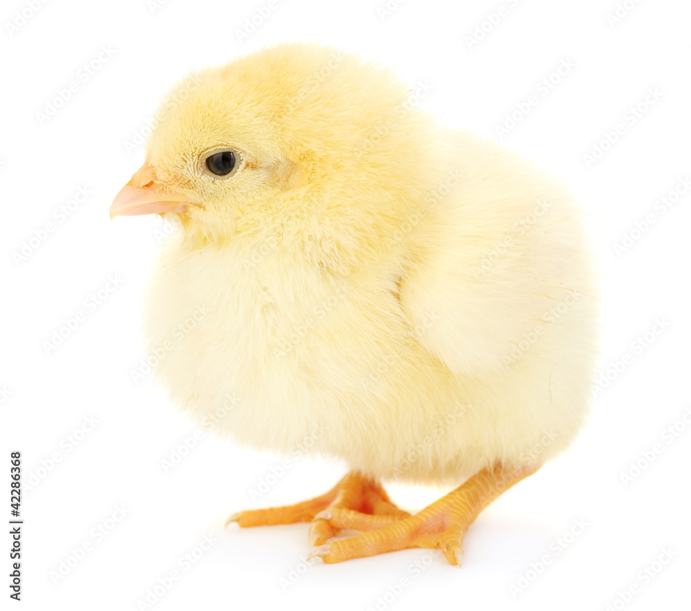 beautiful little chicken isolated on the white beautiful little chicken isolated on the white