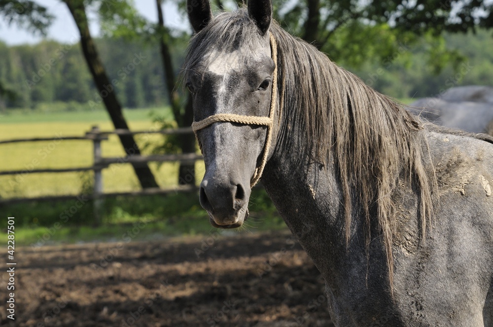 Obraz premium Horse on the farm