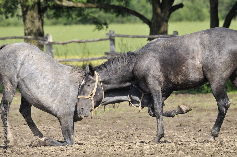 Fototapeta premium Horse fight
