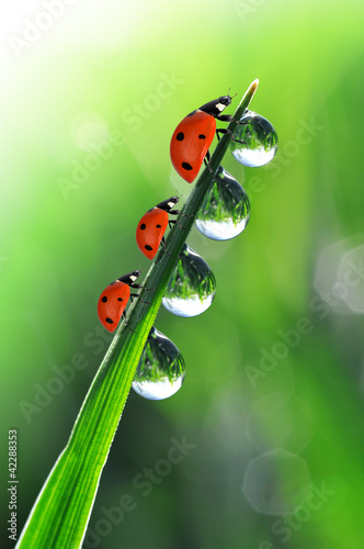 fresh morning dew and ladybirds #42288353