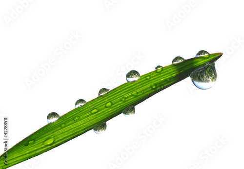 Photos Fresh grass with dew drops close up