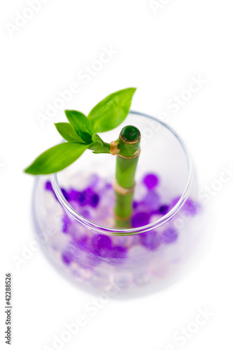 Vase with sprout of bamboo on white