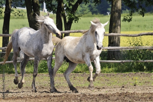 Horse fight