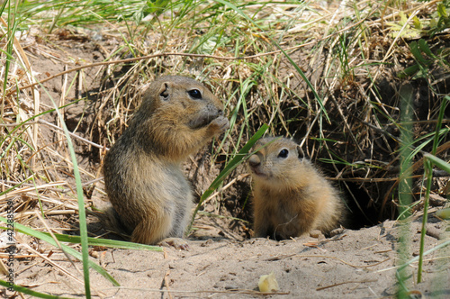 Family gophers (Ground Squirrel)