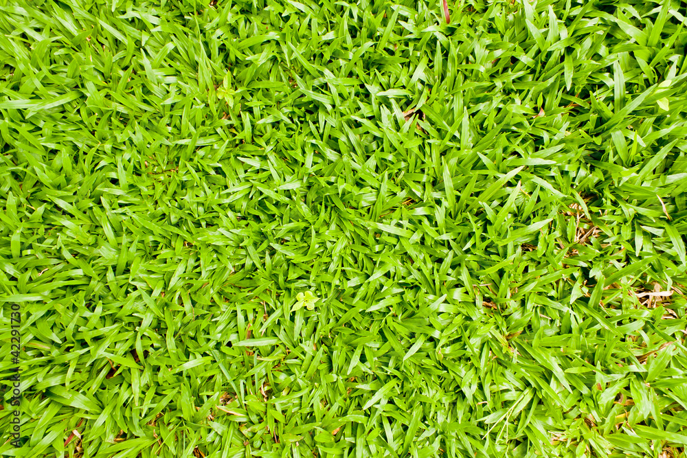 Top View of Green Grass Texture and surface Top View of Green Grass Texture and surface