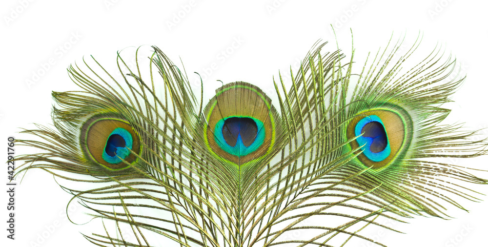 Obraz premium Peacock feather on white background