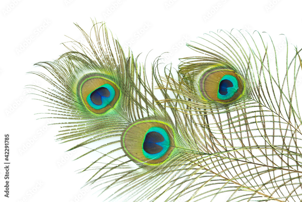 Obraz premium Peacock feather on white background