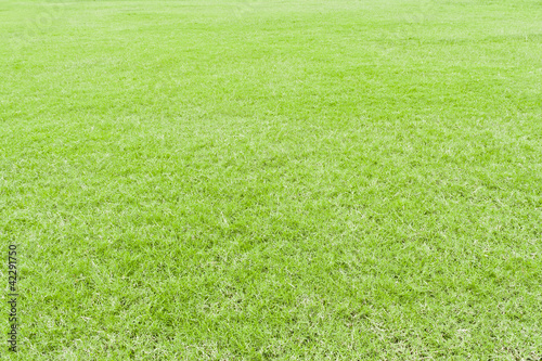 Lawn green grass texture