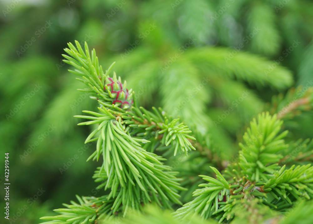Brightly green prickly branches of a fur-tree Brightly green prickly branches of a fur-tree