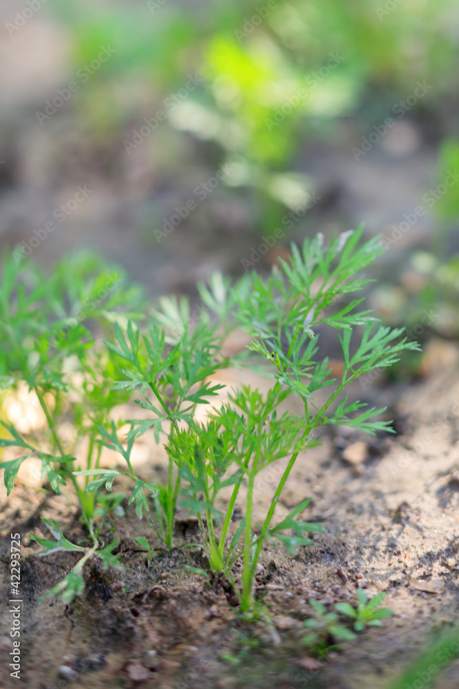 dill growing on the vegetable bed dill growing on the vegetable bed