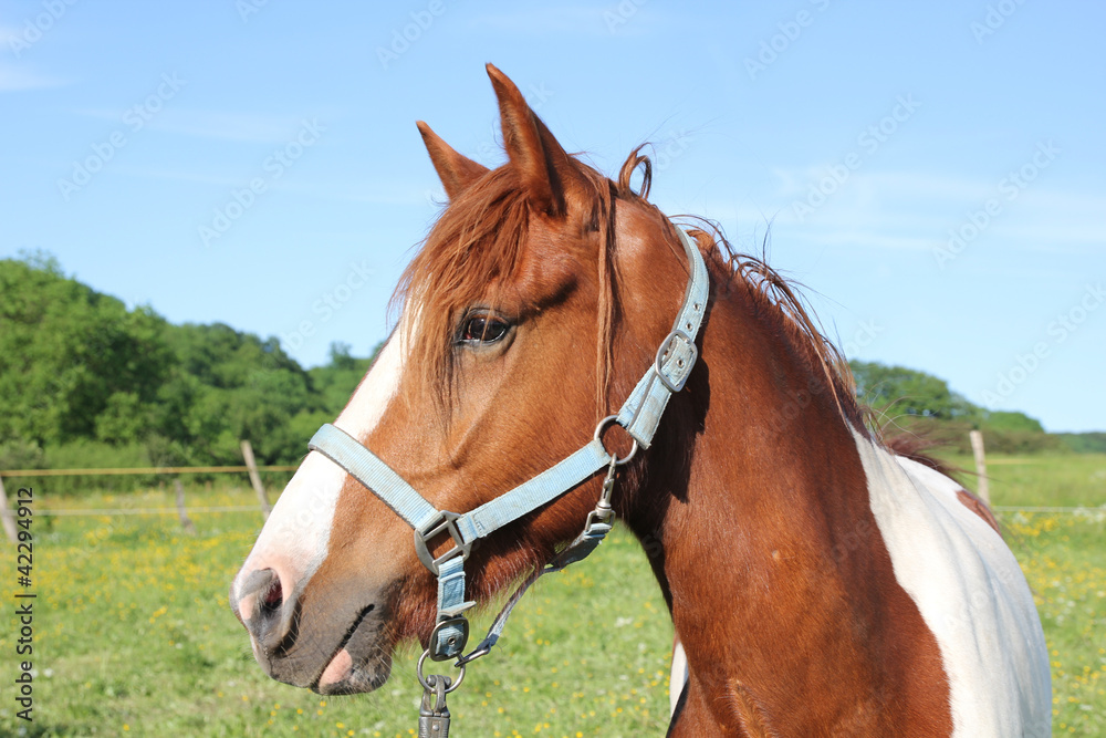 Pferd mit Zaumzeug Pferd mit Zaumzeug