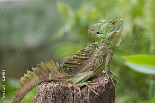 Entire Iguana in terrarium