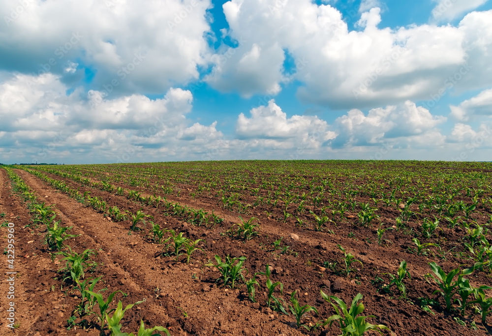 landscape blue cloudy sky and green little corn field