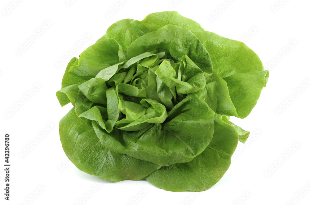 lettuce lettuce