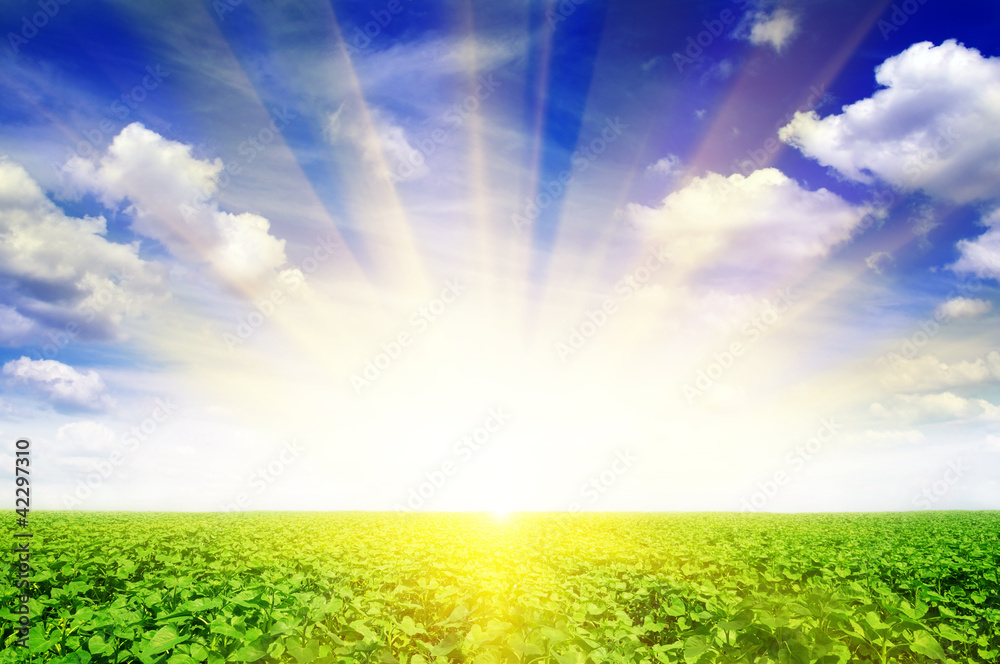 sunflower field and beautiful sunrise sunflower field and beautiful sunrise