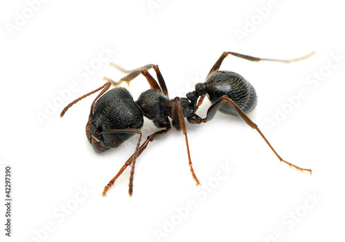 ant isolated on white background © Serghei V