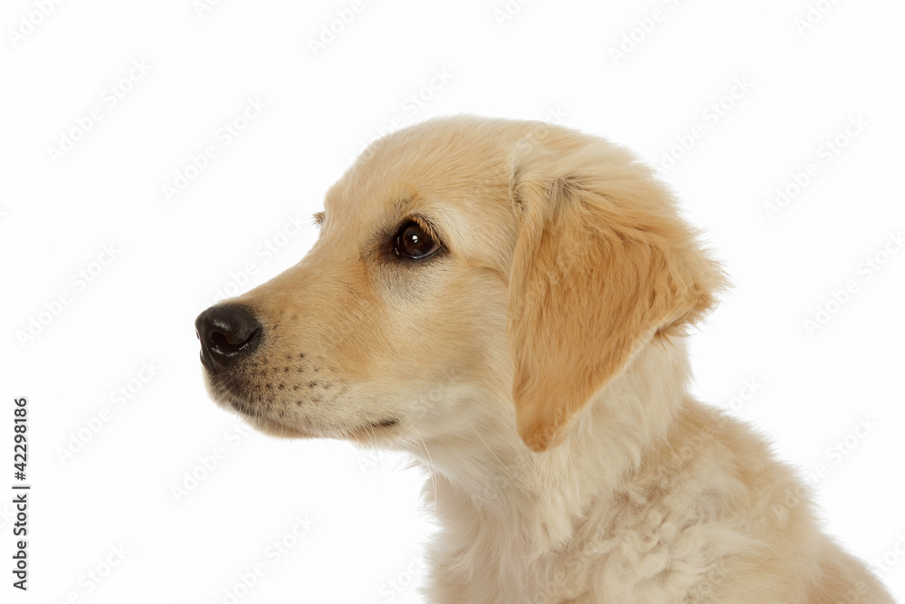 portrait chiot Golden Retriever