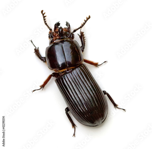 Bess Beetle