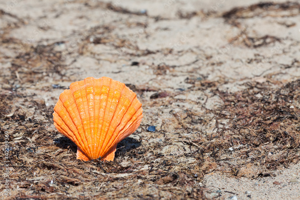 Große orangefarbene Jakobsmuschel am Strand