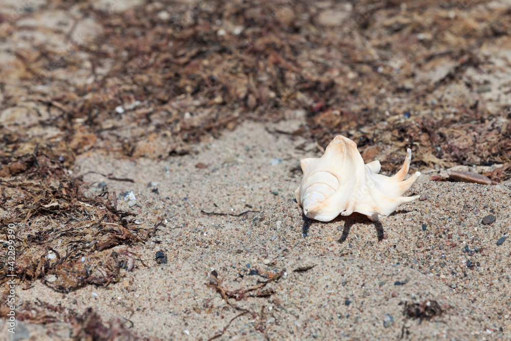 Grosse Muschel liegt am Strand zwischen Seetang Grosse Muschel liegt am Strand zwischen Seetang