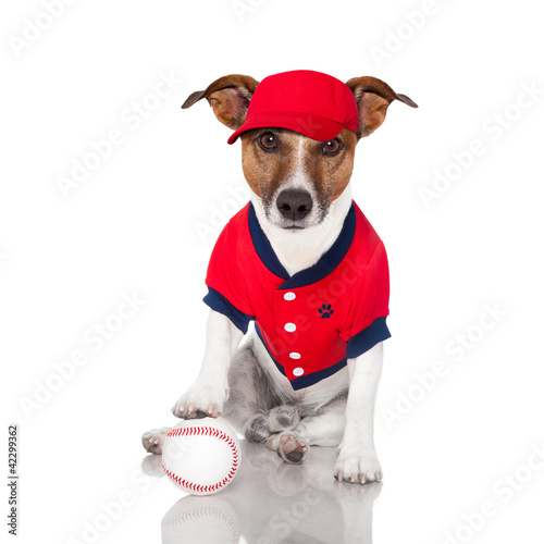baseball dog © Javier brosch