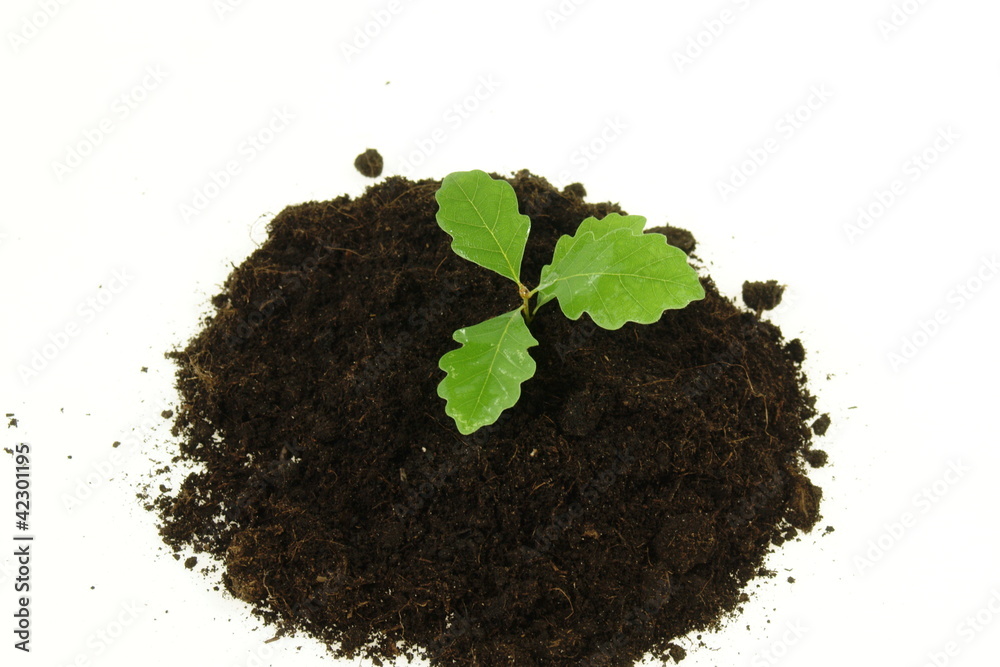 Young tree on soil Young tree on soil
