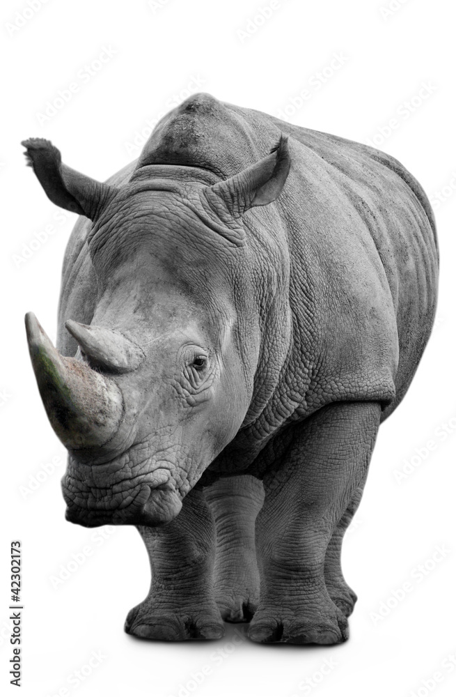 Fototapeta premium .Rhino